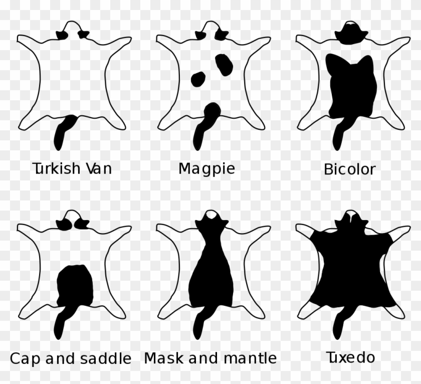 Bicolor - Cat Bicolor Patterns Clipart