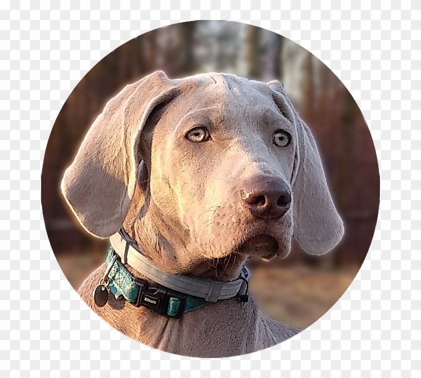 Nasze Suki - Weimaraner Clipart