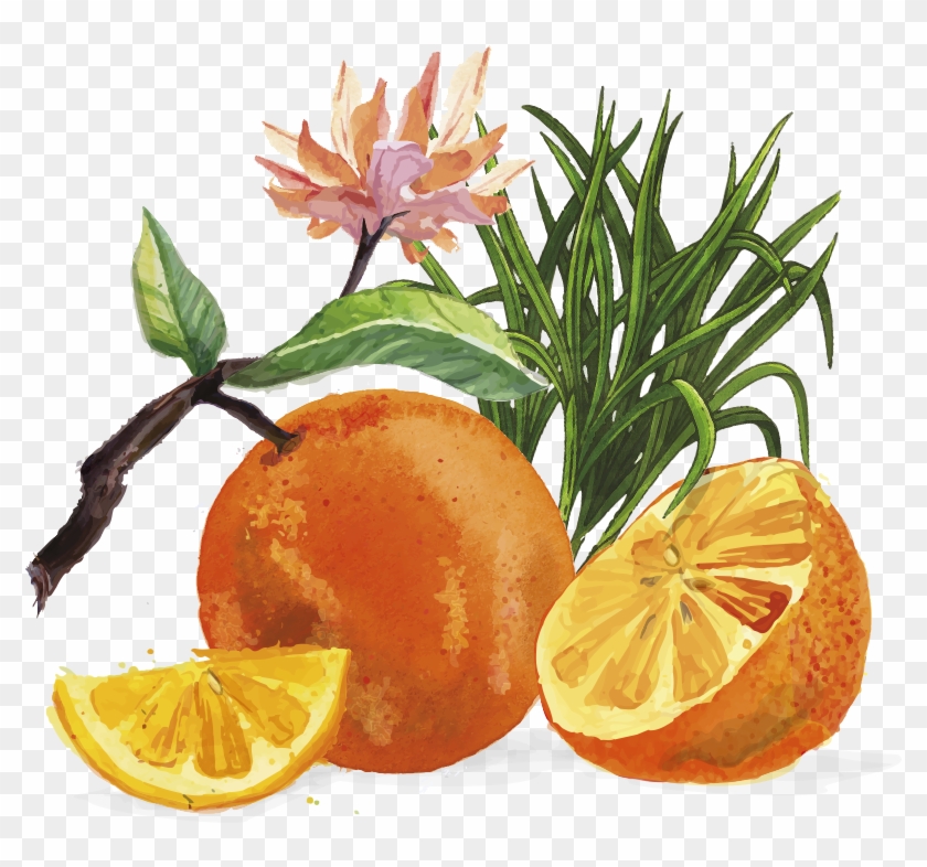 Tangerines And Lemongrass - Tangerine Juice Clipart