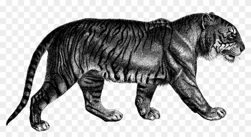 Tiger Mischief Managed - Modern Compiler Implementation In Ml Clipart #5551540