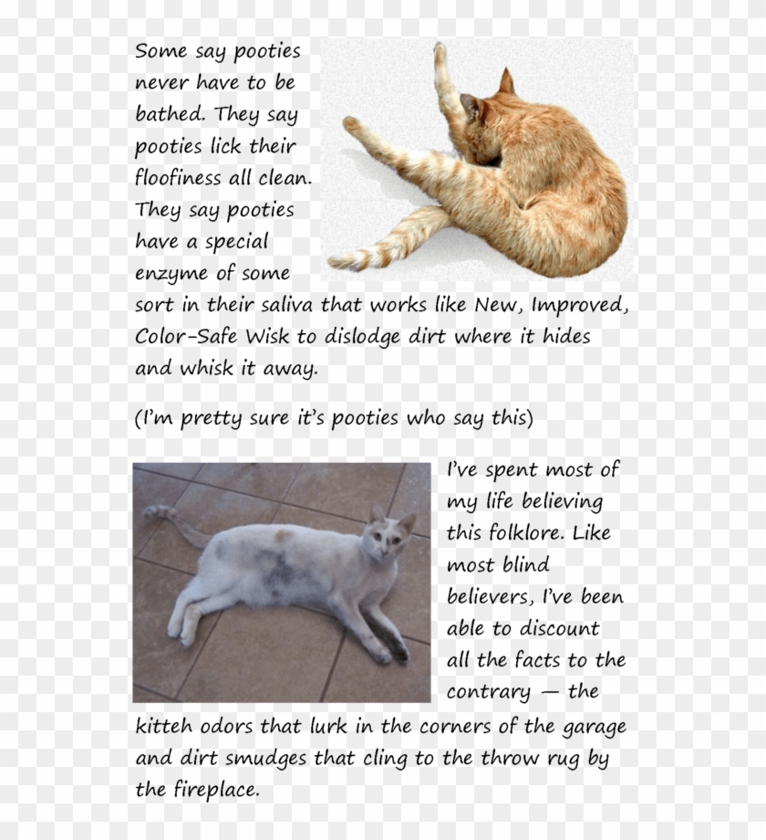 2 - Cat Grabs Treat Clipart