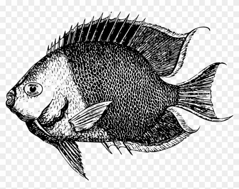 Fishing Vessel Fisherman Drawing - Ikan Kerapu Png Vector Clipart