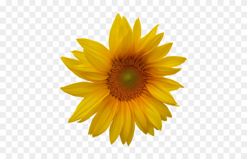Clipart Yellow Flower Head - Png Download