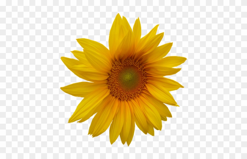 Clipart Yellow Flower Head - Png Download