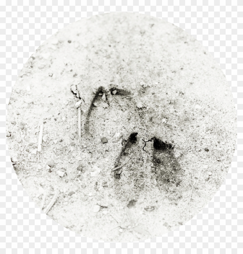 The Only Name (1000x1494), Png Download - Circle Clipart