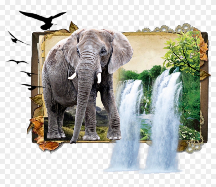 #elephant #jungle #book #dk925 #dk925designs - Indian Elephant Clipart