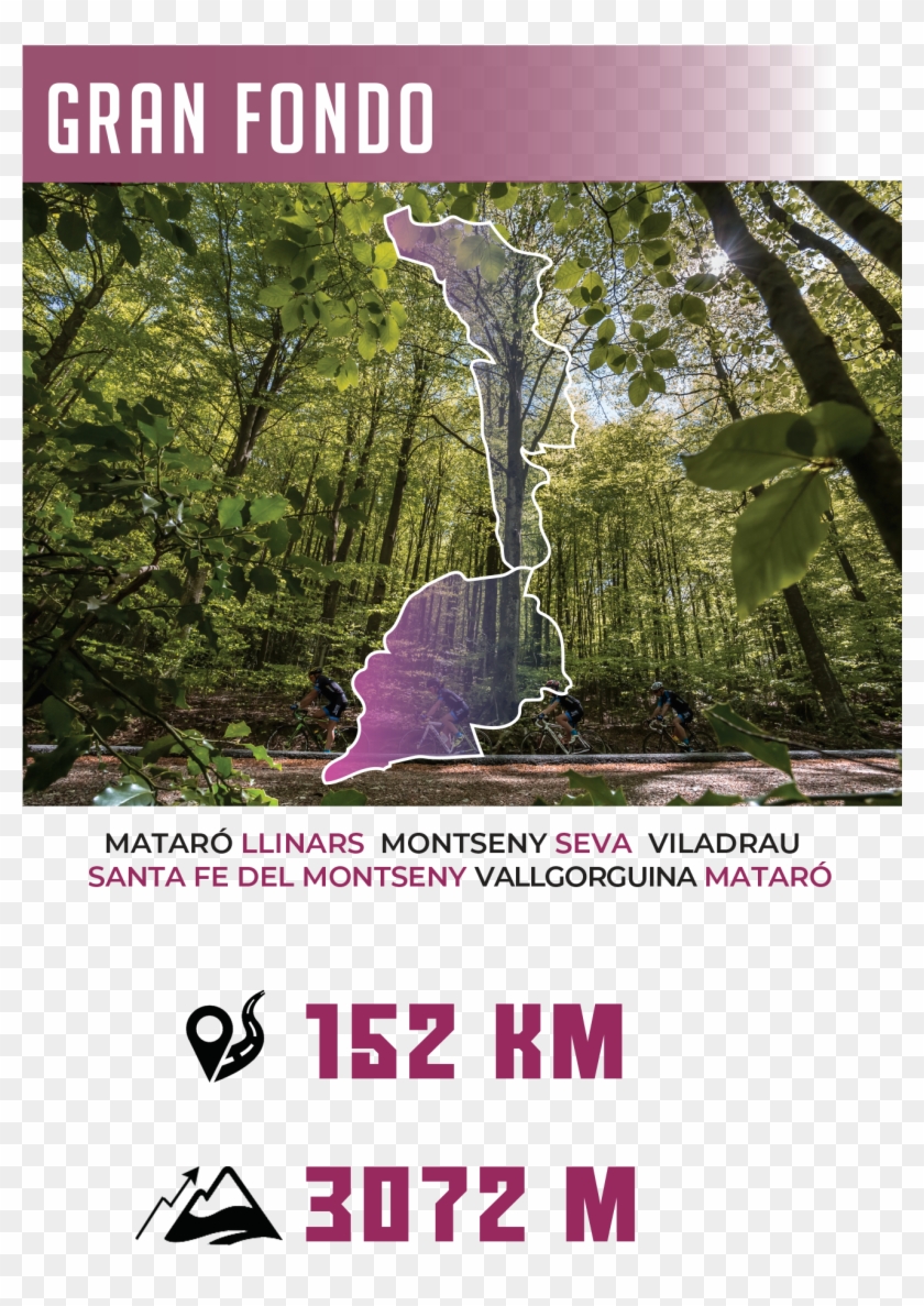 Carteles Curses Homegf - Rainforest Clipart #5563642