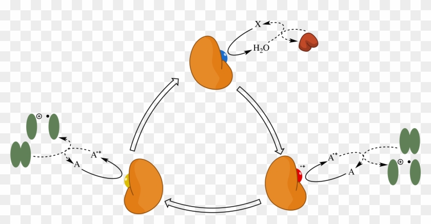 201504241104391file Bioeng09 Figure3 , - Catalytic Cycle Of Lignin Peroxidase Clipart