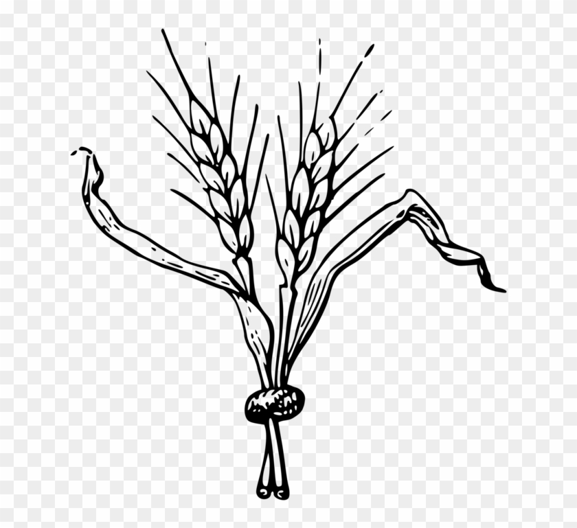 Beer Hops Drawing Common Hop Computer Icons - Beer Bottle Hops Barley Drawing Clipart #5565383