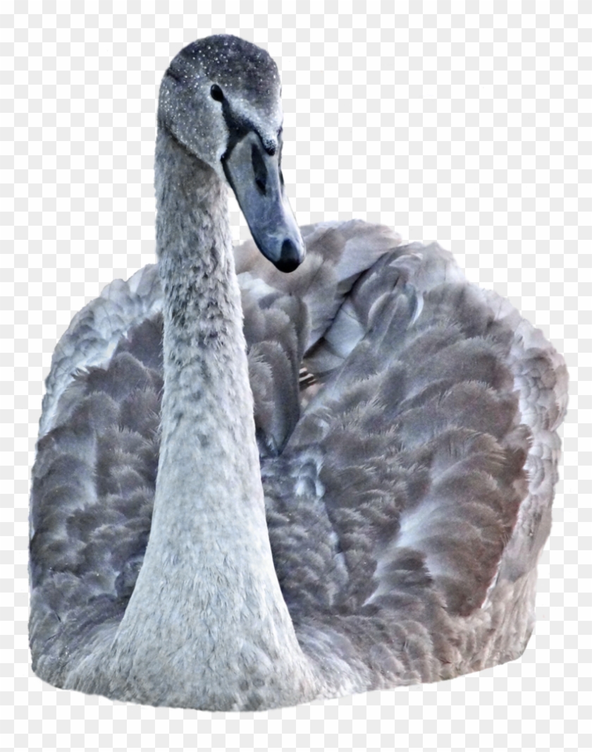 Download Swan Png Transparent Images Transparent Backgrounds - Black Swan Clipart #5568553
