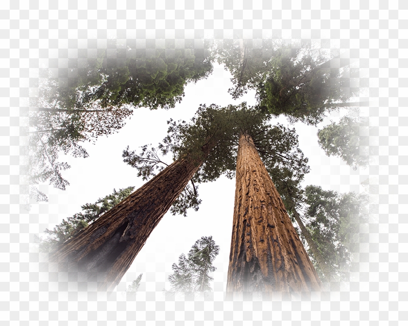 Redwood Tree Png - Winter Aid Clipart #5570460