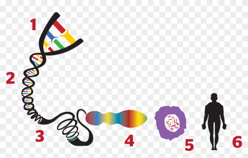 What Is A Gene - Gen Y El Genoma Clipart #5571281