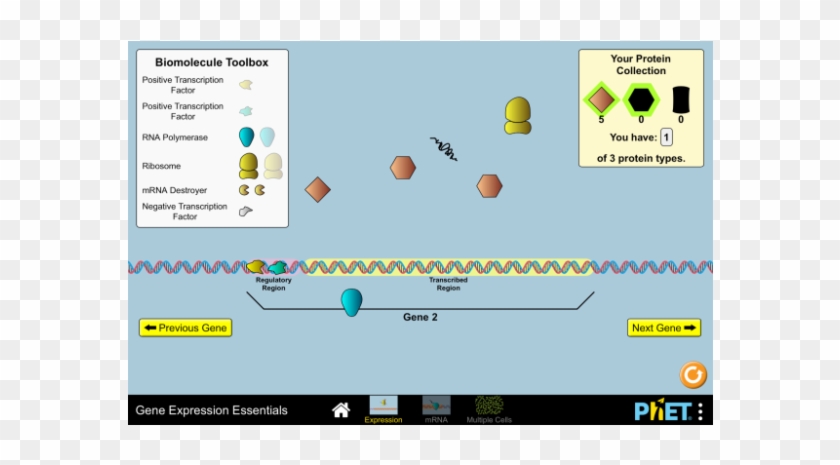 Gene Expression Essentials - Phet Gene Expression Essentials Answer Key Clipart #5571889