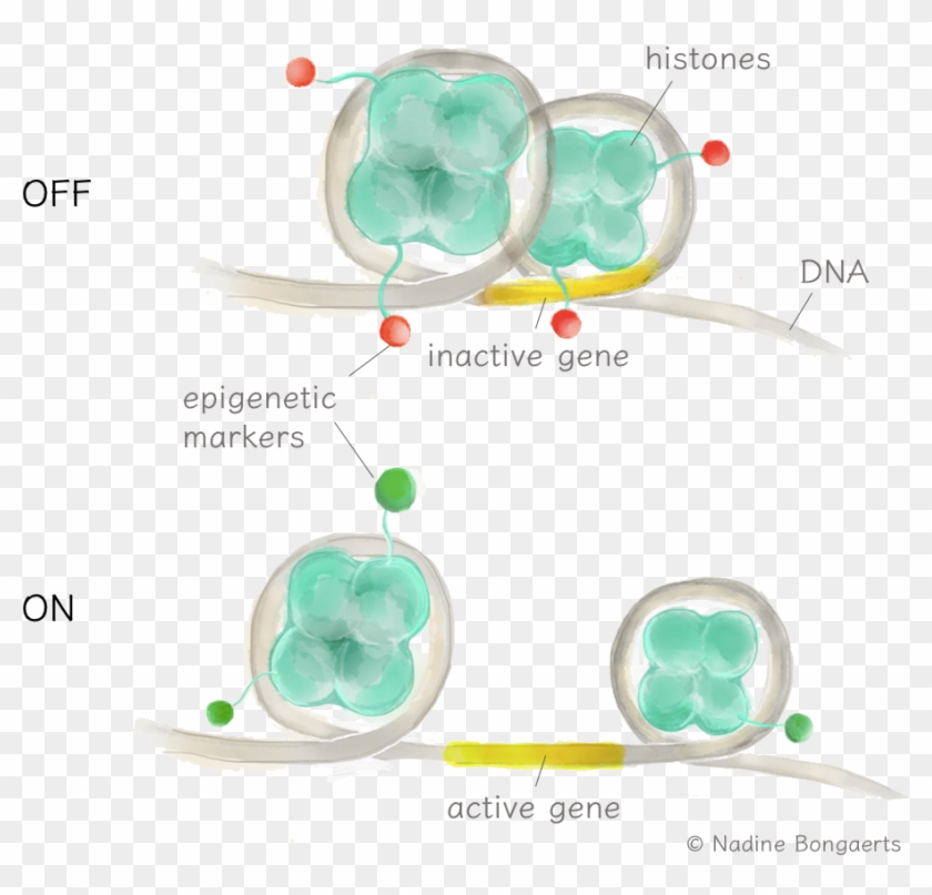 Inactivation And Activation Of Genes - Earrings Clipart