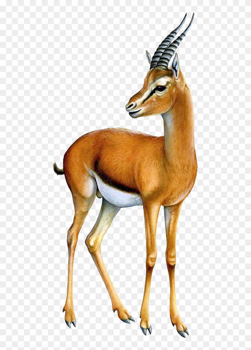 Image Royalty Free Download Gazelle Cute Free On Dumielauxepices - Thomson's Gazelle Png Clipart #5574596