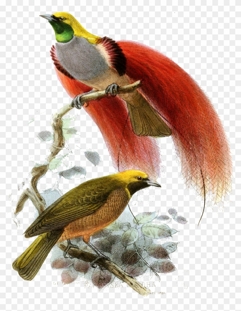 This Article Is Part Of Project Paradisaeidae, A All - วาด นก กับ ต้นไม้ Clipart