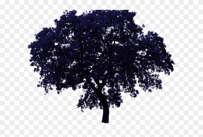 Tree Bg , 2017 12 29 - Png Trees Transparent Background Clipart