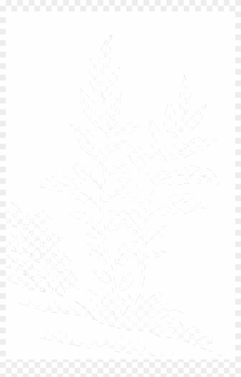 File - Imperial Encyclopaedia - Plant Kingdom - Pic714 - Line Art Clipart #5580990