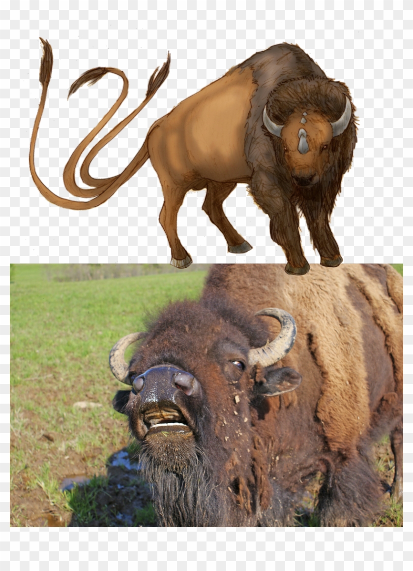 1080px Bison Tauros - Realistic Tauros Clipart #5581093