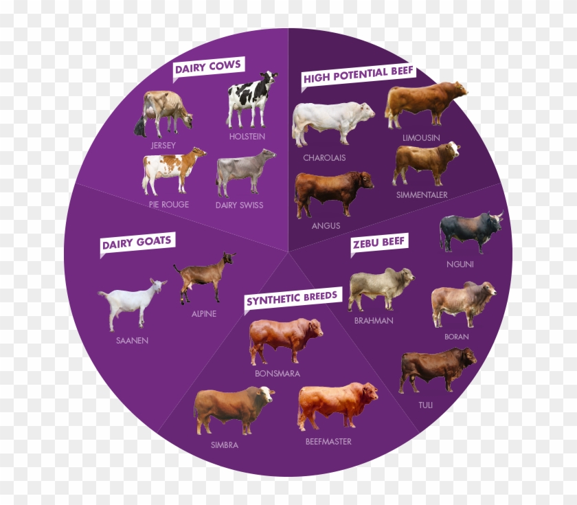 A Selection Of Breeds - Animal Figure Clipart #5582218