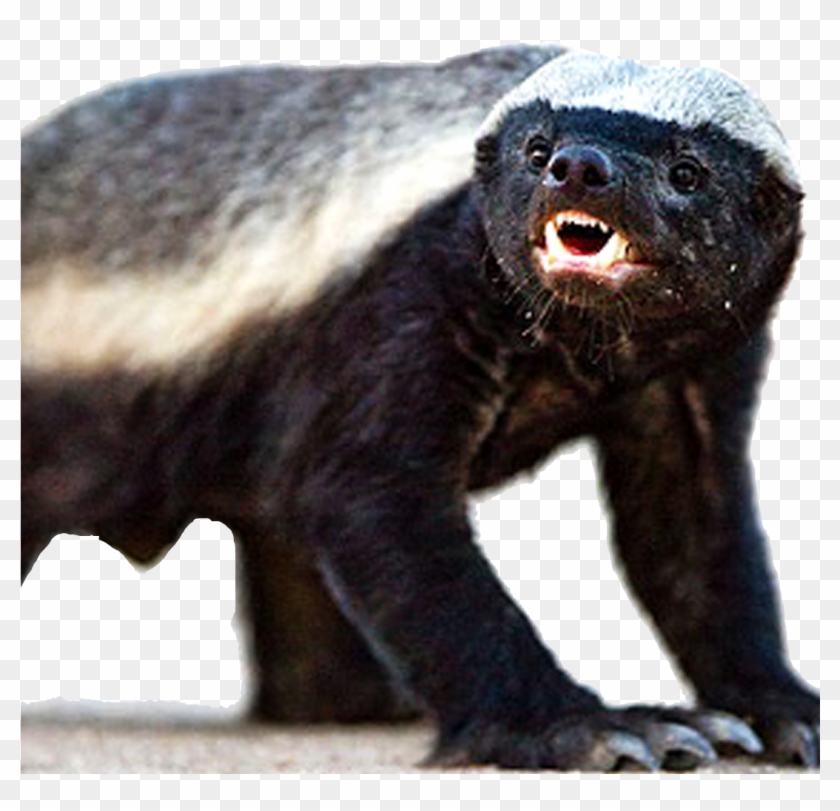 Crazy Honey Badger Clipart