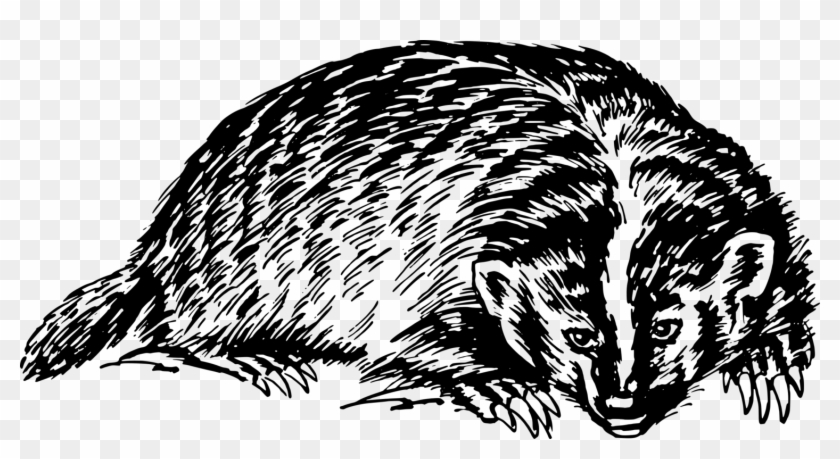 European Badger Honey Badger American Badger Drawing - O Rly Books Security Clipart #5583185