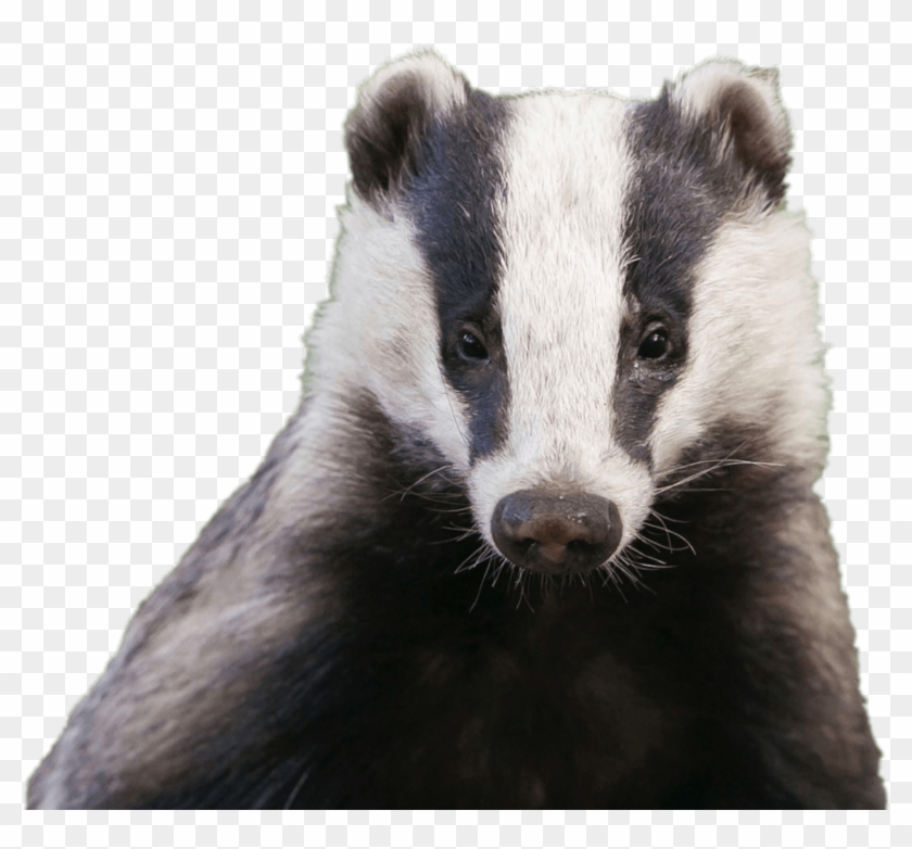 Badger Head - Uk Badger Clipart