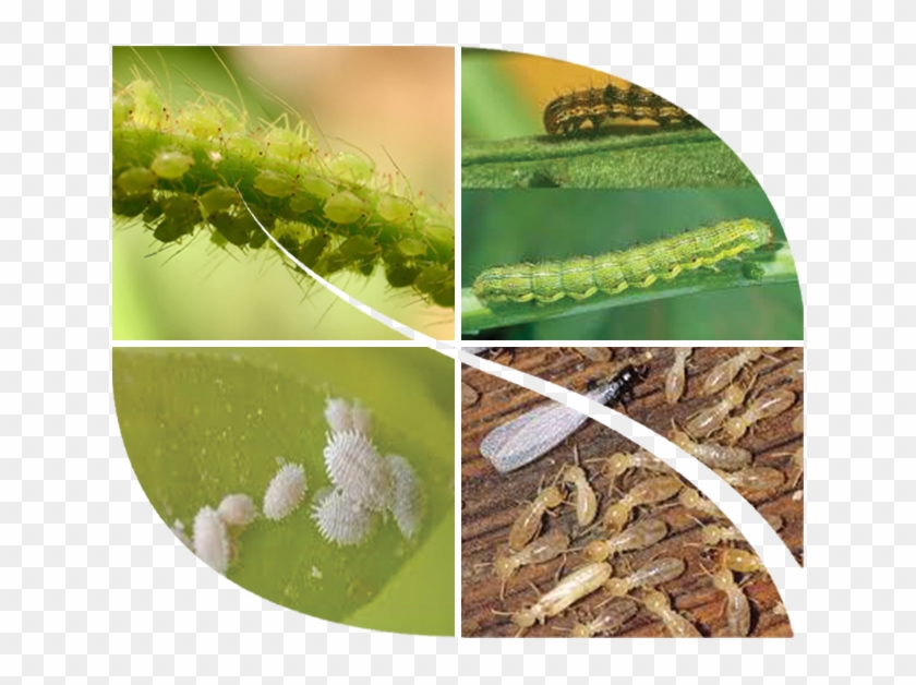 Meta-curb - White Ants Termites Clipart #5584475