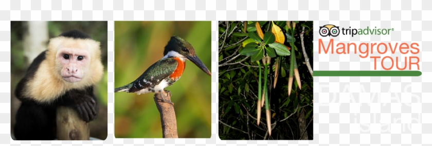 Mangle Rojo Rhizophora Mangle , Png Download - Mangle Rojo Rhizophora Mangle Clipart #5584589