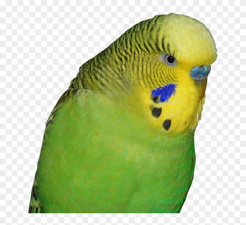 Budgie Png Clipart