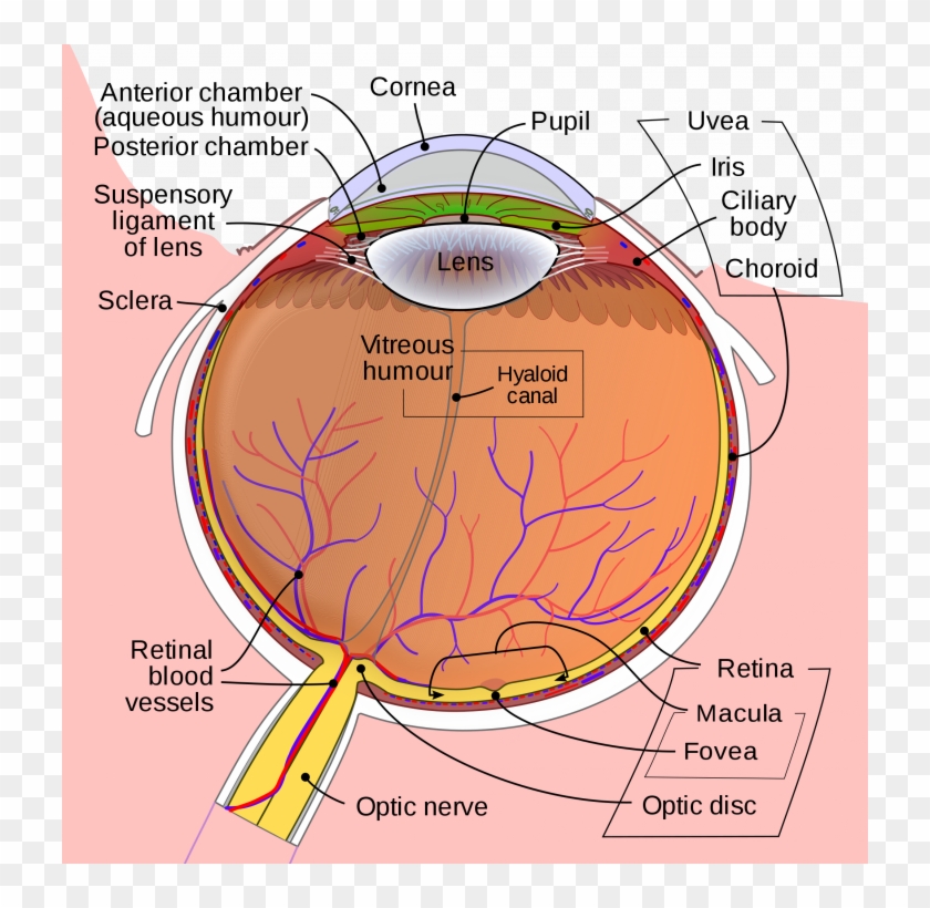 Rabbit Heart Anatomy Labeling And Printable Coloring - Anterior Chamber Of Eye Clipart #5585330