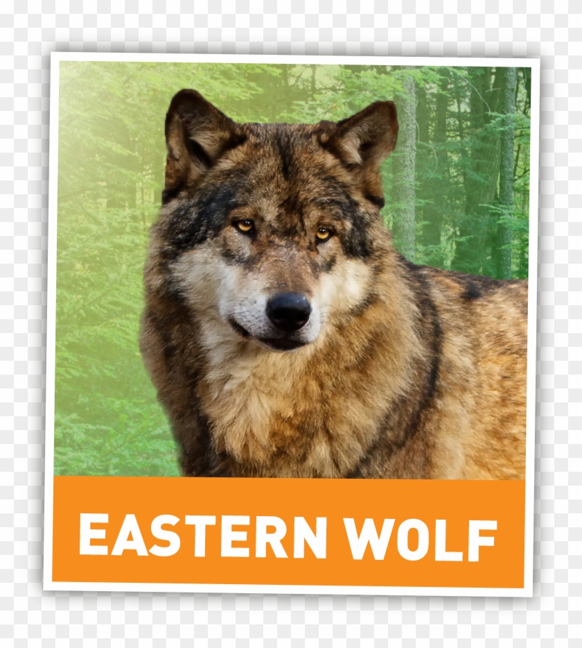 Wolves, A Wolf, Wolf, Gray Wolf - Band New Morning The Paris Clipart