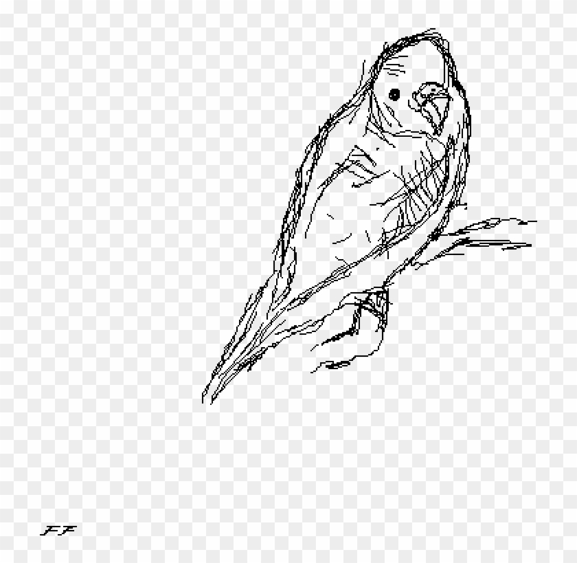Budgie - Screech Owl Clipart #5585689