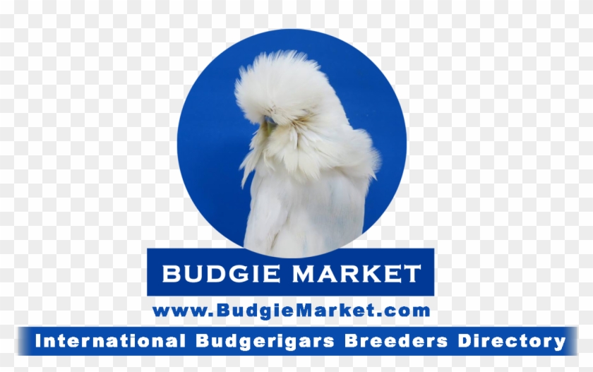 Egypt's 1st National Budgerigars Championship 2017 - Poster Clipart #5585992
