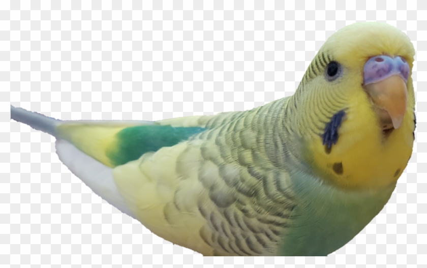 Image - Budgie Clipart