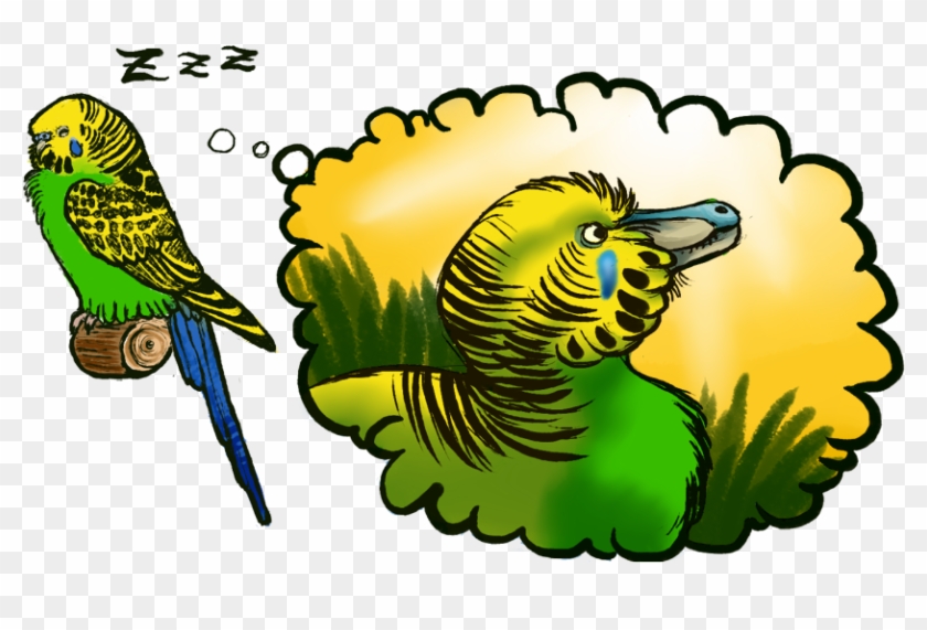 Bandits Never Owned Budgies - Budgie Velociraptor Clipart #5586342
