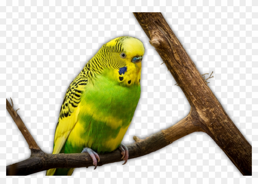 Bird Clipart