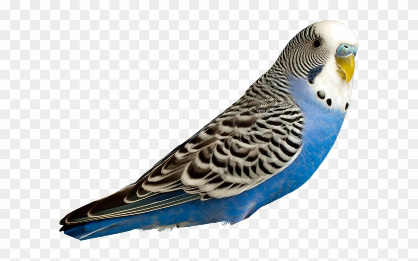 Breeders - Budgie Clipart