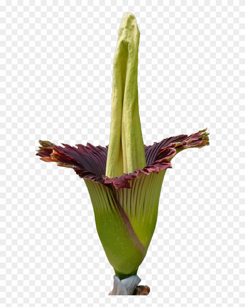Corpse Flower Png Clipart