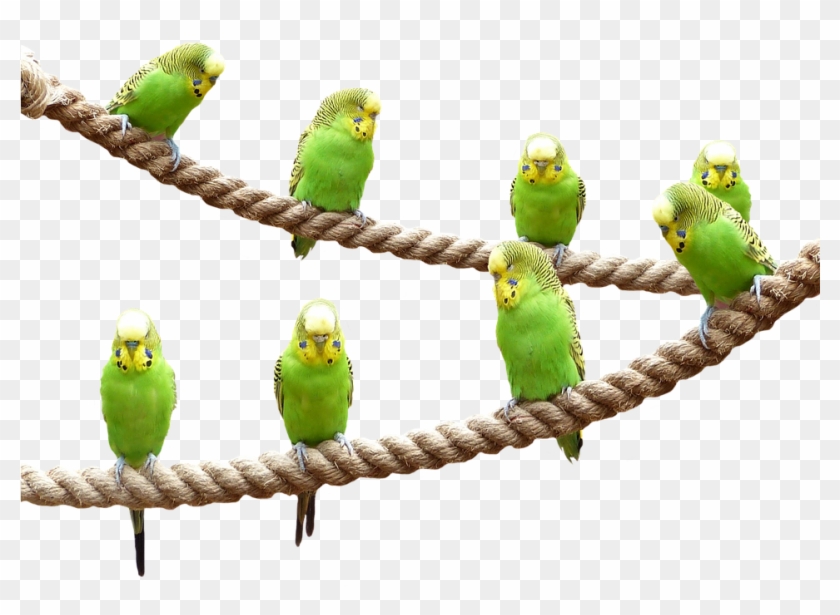 Wellensttiche, Birds, Nature, Parakeet, Animal World - Transparent Parakeet Clipart #5587529