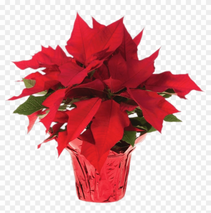Vector Library Pot Of Transparent Png Stickpng - Poinsettias Png Clipart