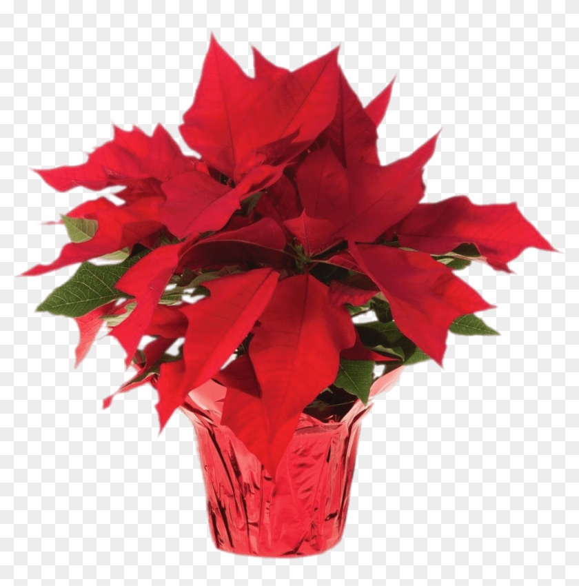 Vector Library Pot Of Transparent Png Stickpng - Poinsettias Png Clipart #5591053