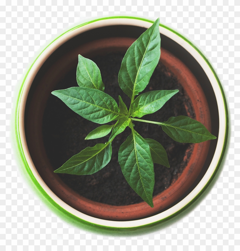 Plant Top View Png Clipart