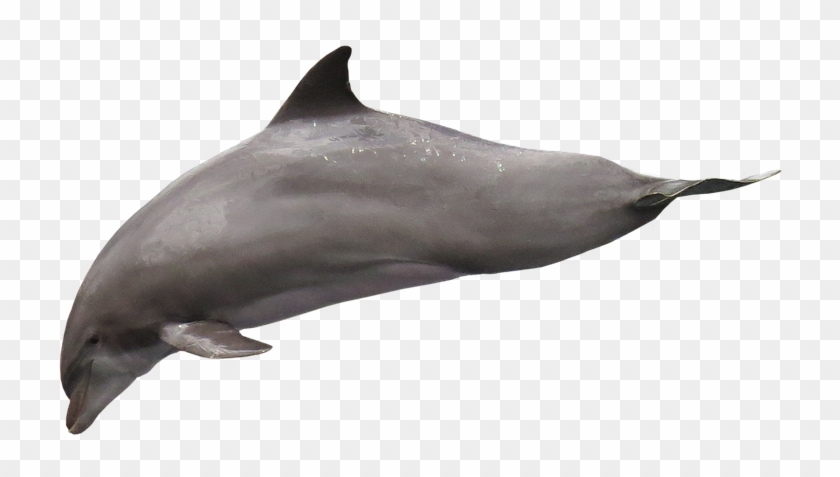 Lumba Lumba Png Clipart