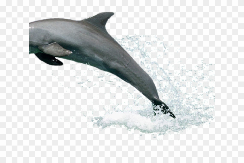 Flipper Series 1964 Clipart