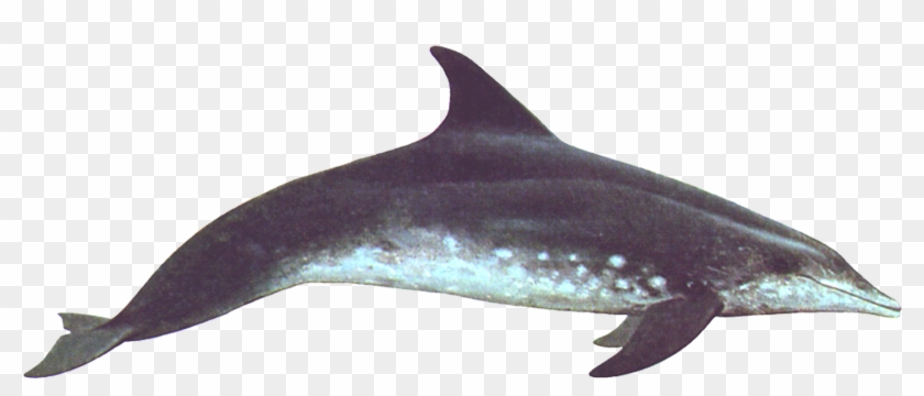 Dolphin Swimming Right Transparent Clipart #560306