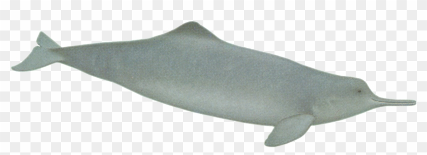 Dolphins Clipart 2 Dolphin - Chinese White Dolphin Png Transparent Png