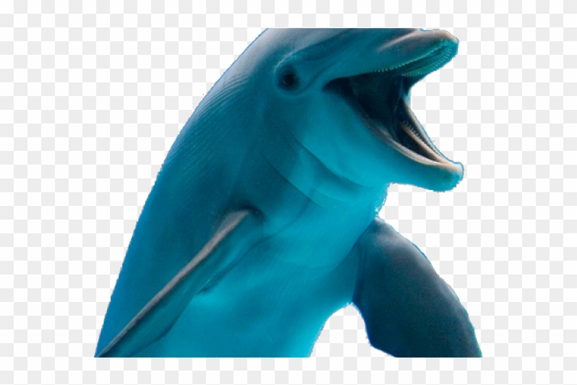 Common Bottlenose Dolphin Clipart #560478