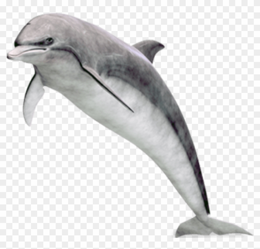 Free Png Download Dolphin Png Images Background Png - Dolphins Png Transparent Clipart #560602