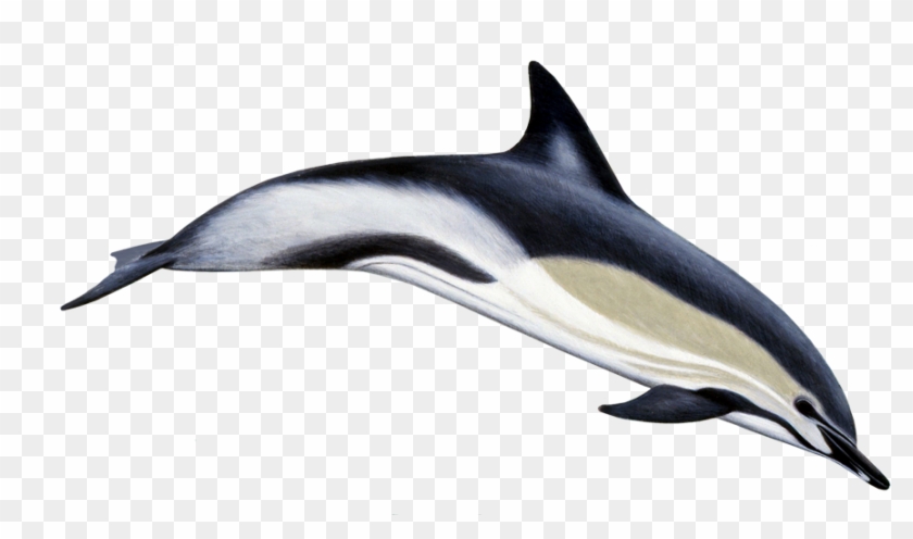 Stenella Coeruleoalba Striped Dolphin Clipart